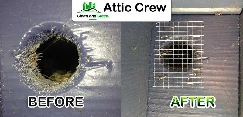 Rodent proofing: before and after photos from an Attic Crew job