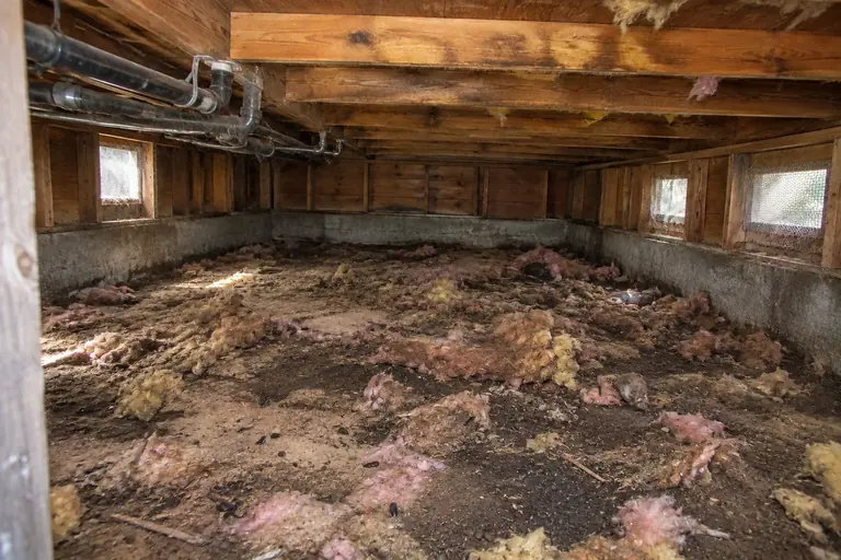 Crawl space cleanout, before: Fallen, rodent-soiled insulation and debris covering the crawl space floor.