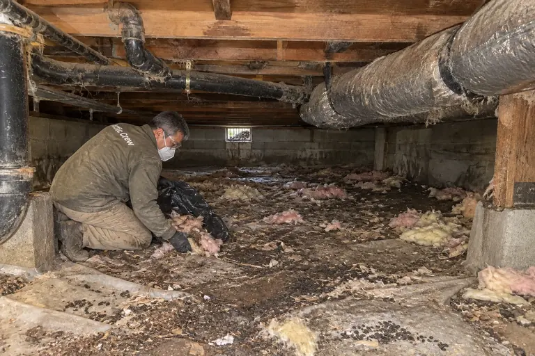 Crawl space cleaned and sealed with a vapor barrier, before: Rodent waste, damaged insulation and debris on the crawl space floor.