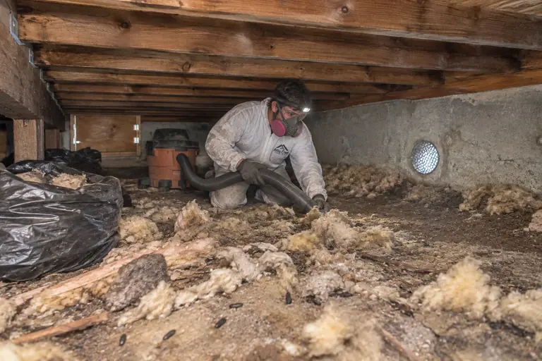 Crawl space cleanup under a raised floor, in progress: Removing contaminated insulation by vacuum.