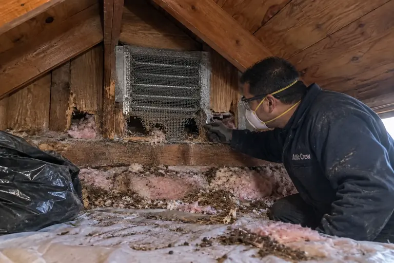 Attic vent sealed with steel mesh, before: A gable vent with a torn screen, chewed gaps and soiled insulation below.