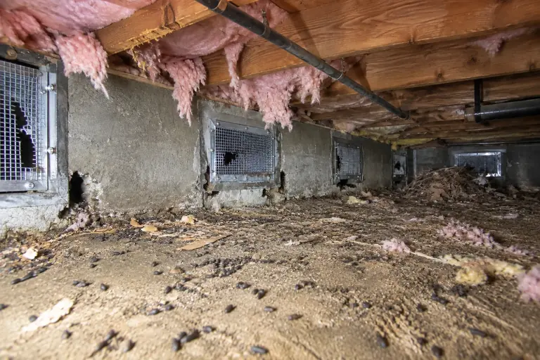 Crawl space rodent proofing, before: Broken foundation vent screens, gaps along the sill and droppings across the soil.