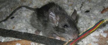 Rodent Proofing » Attic Crew