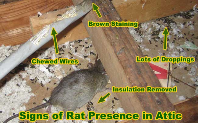 Rodent Proofing » Attic Crew